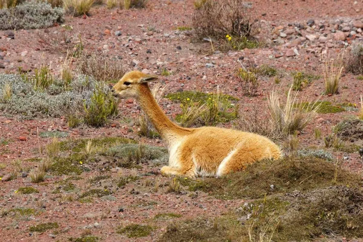Young Vicuña