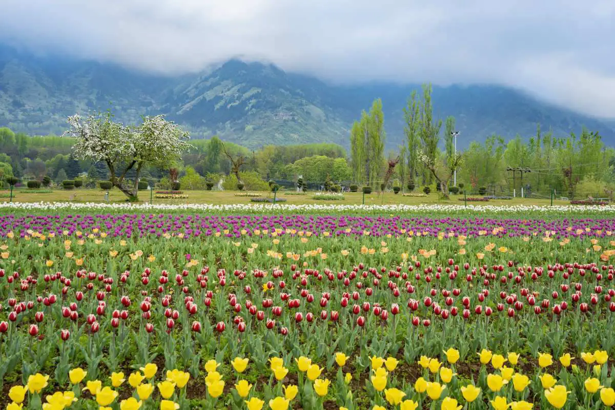 Beautiful tulip flowers in Indira Gandhi Memorial Tulip Garden Srinagar
