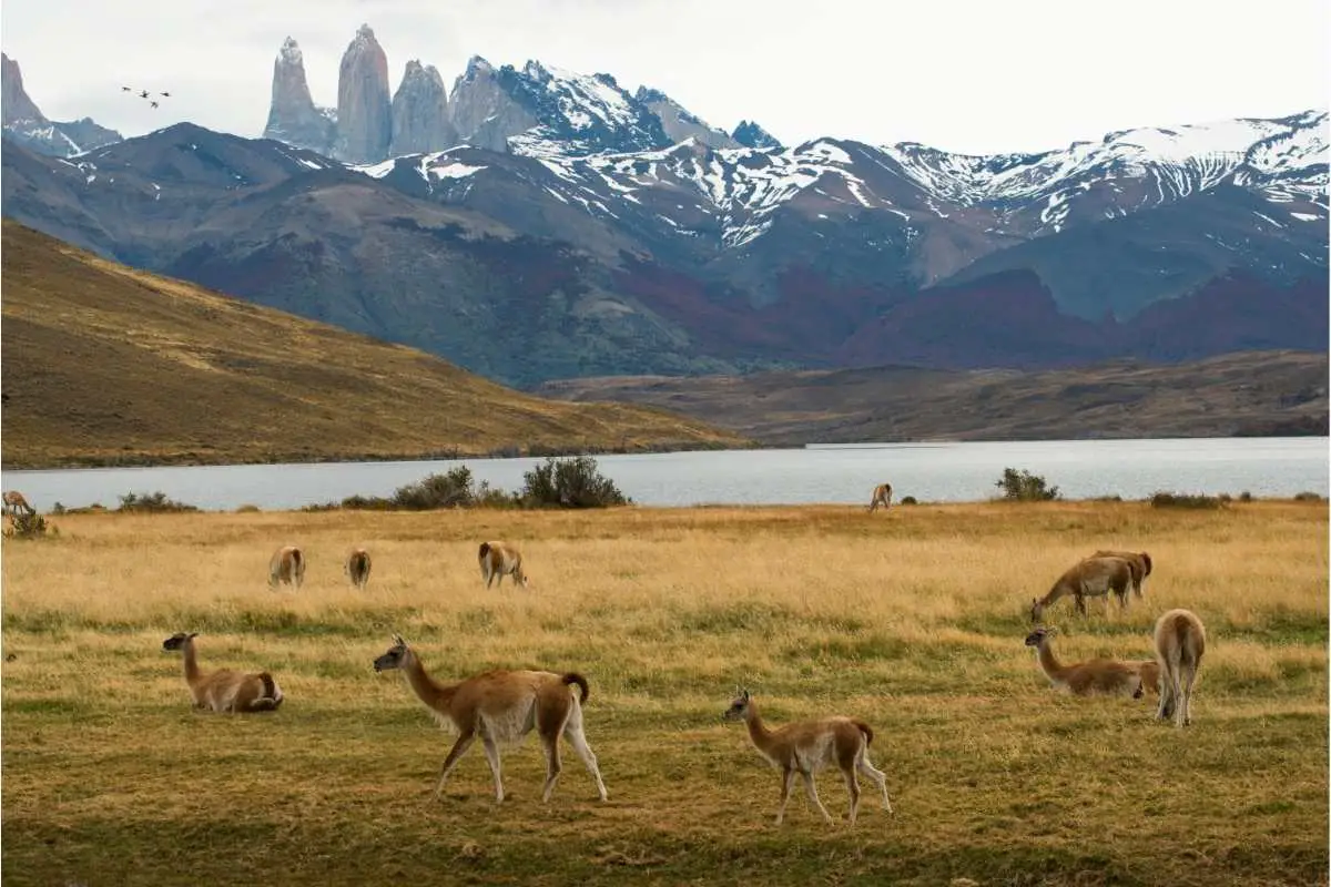 Guanacos in the patagonian landscape