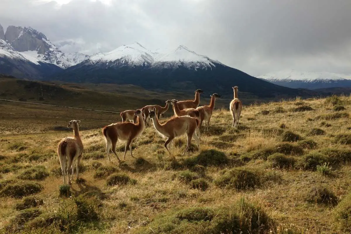 Herd of Guanacos - Patagonia