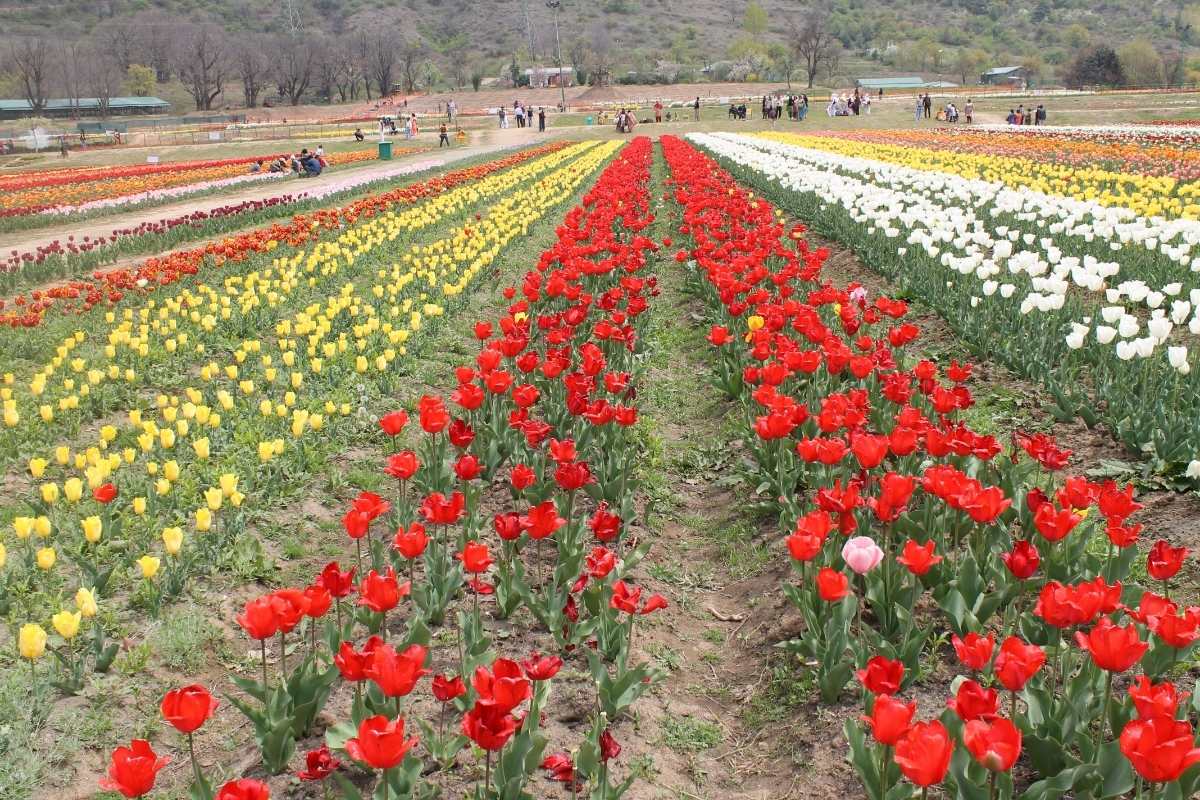 Indira Gandhi Memorial - Row of Tulips