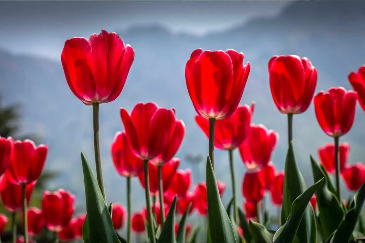 Vibrant red colored Tulips in the famous Tulip Garden in Srinagar