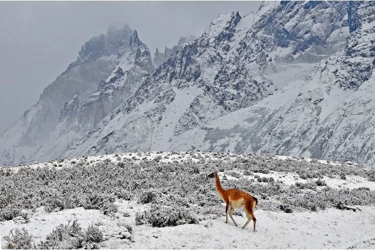 guanaco in frozen landscape