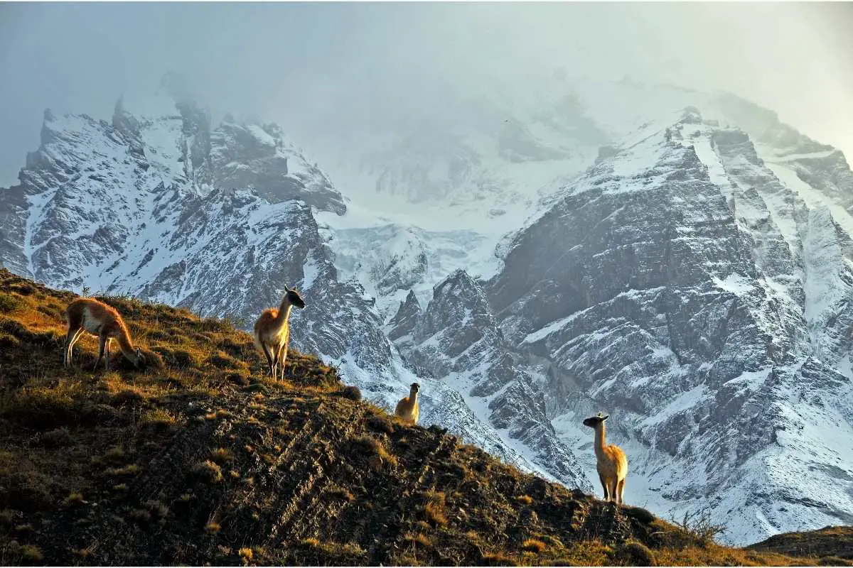 guanacos in high mountain range