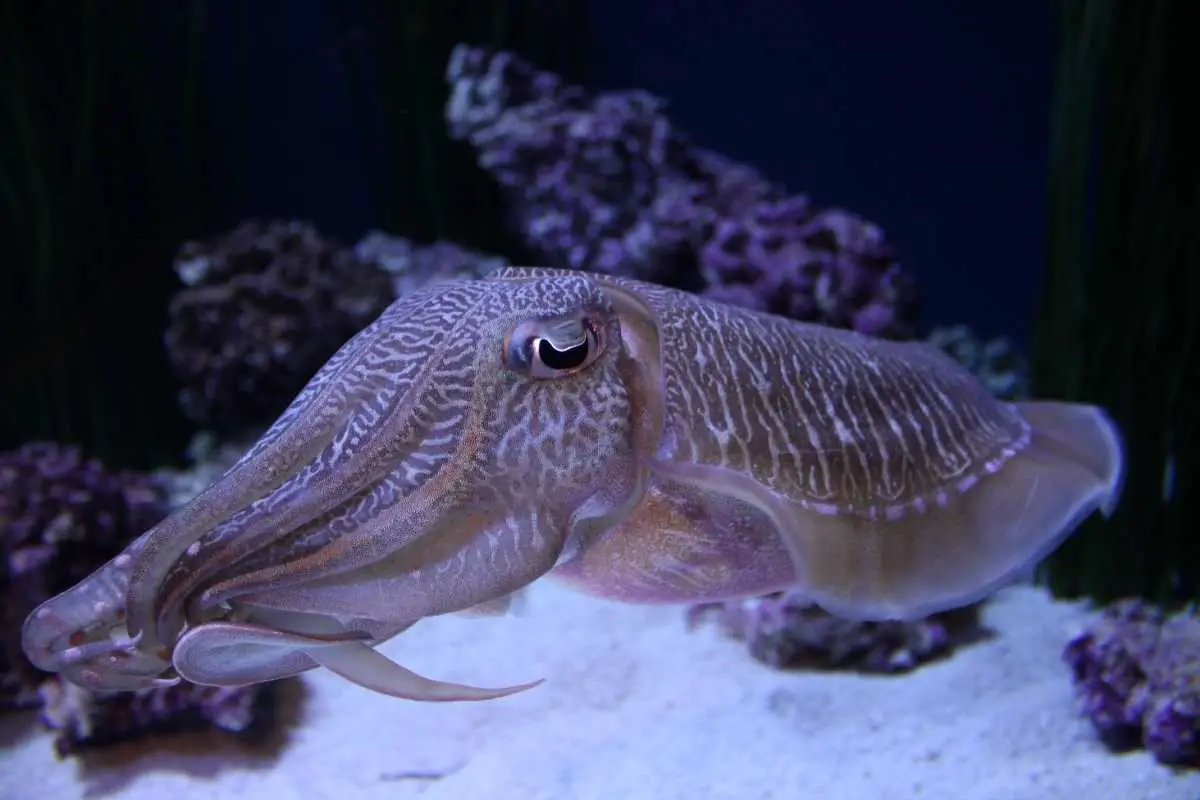 Cuttlefish in Monterey Bay Aquarium