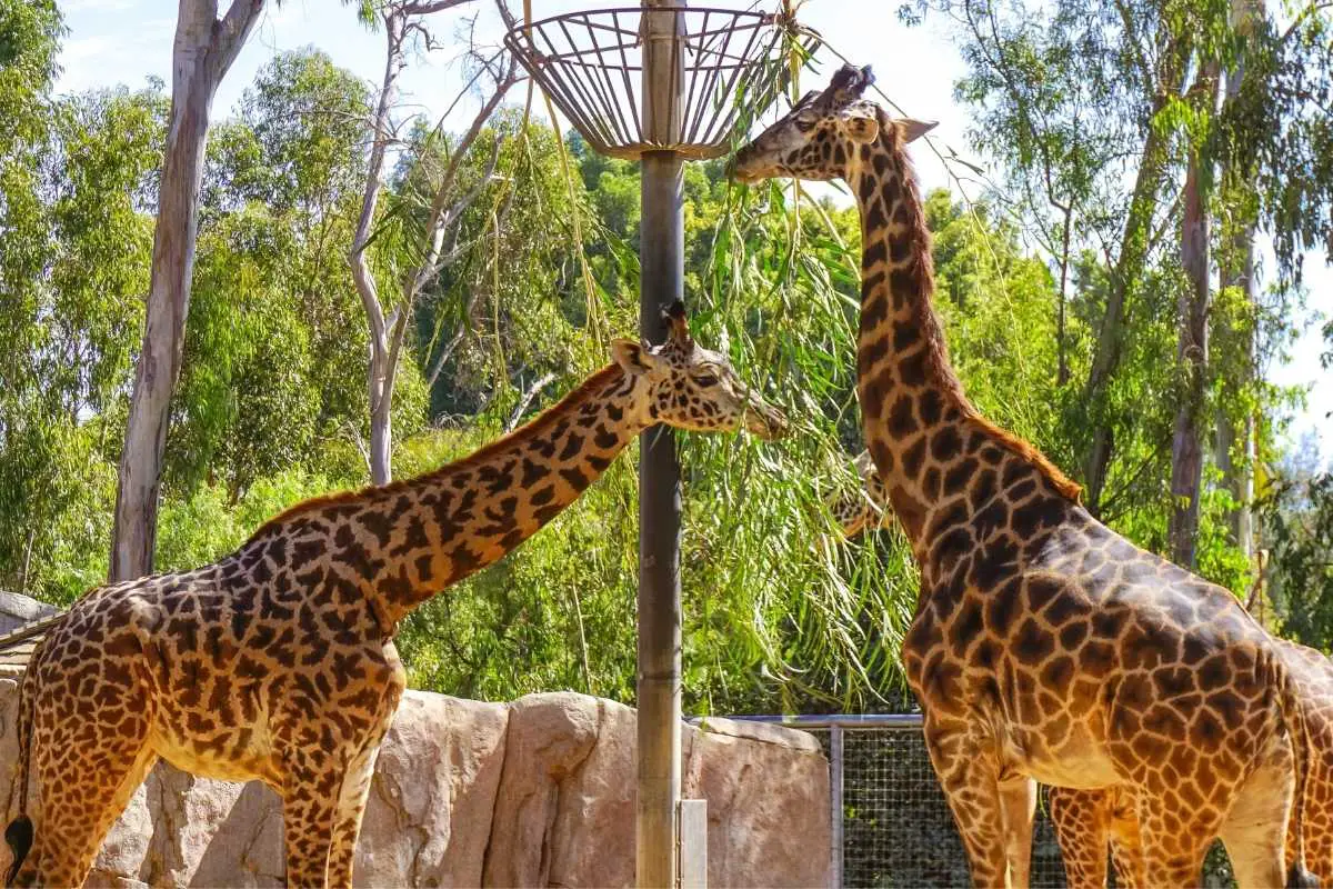 Giraffes - Sandiego zoo