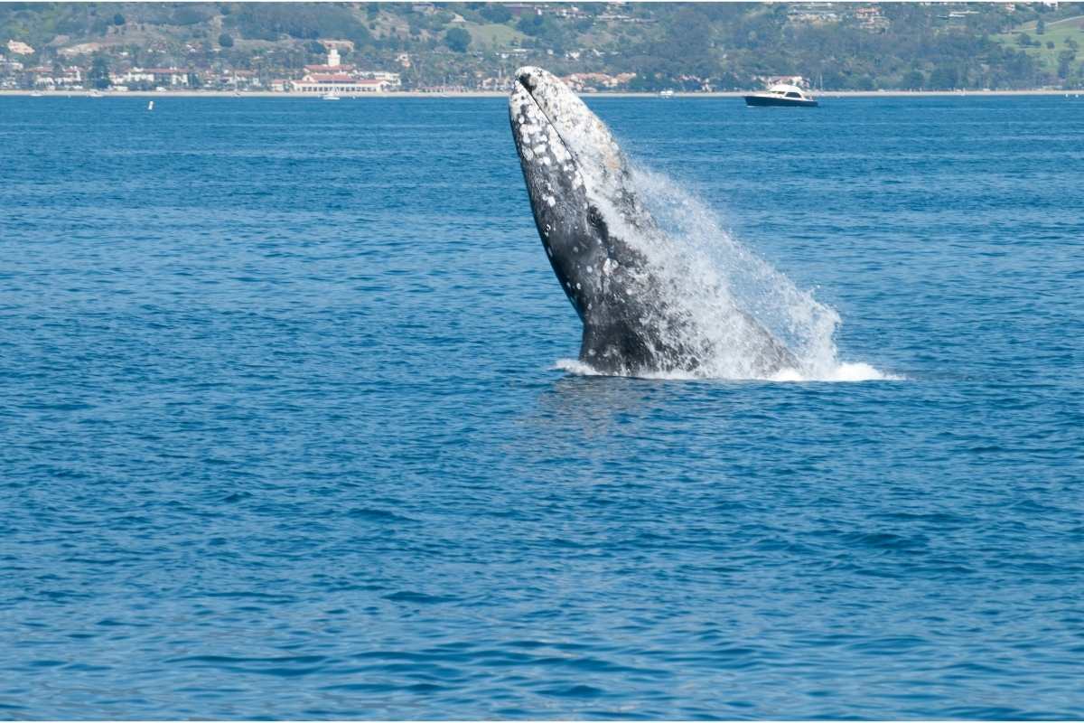 Gray Whale Breaching--Santa Barbara
