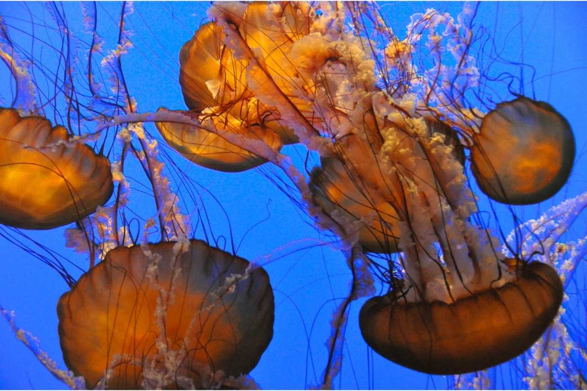 Jellyfish in Monterey Bay Aquarium, California