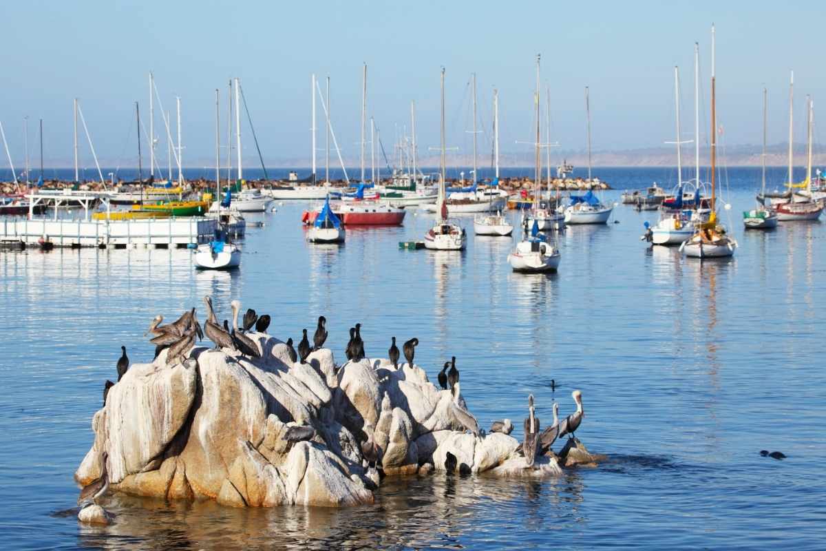 Marina - Monterey bay