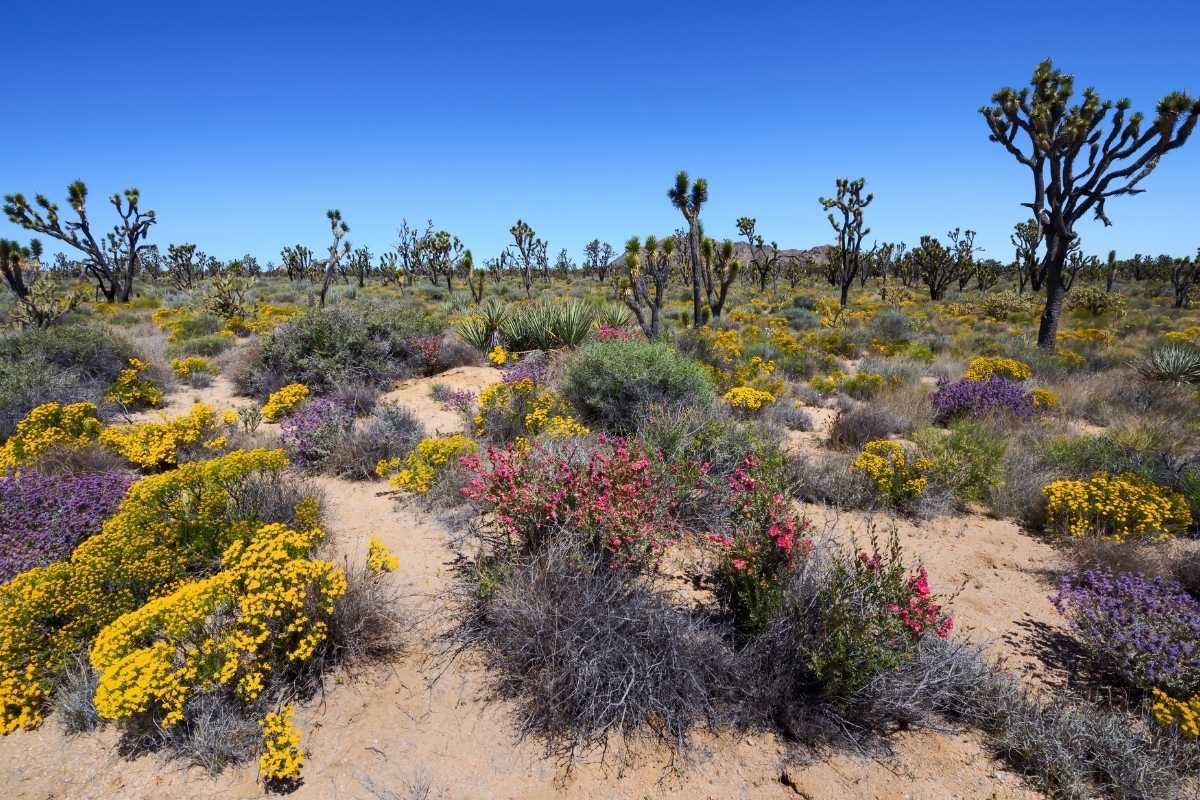 Mojave Desert Blooming