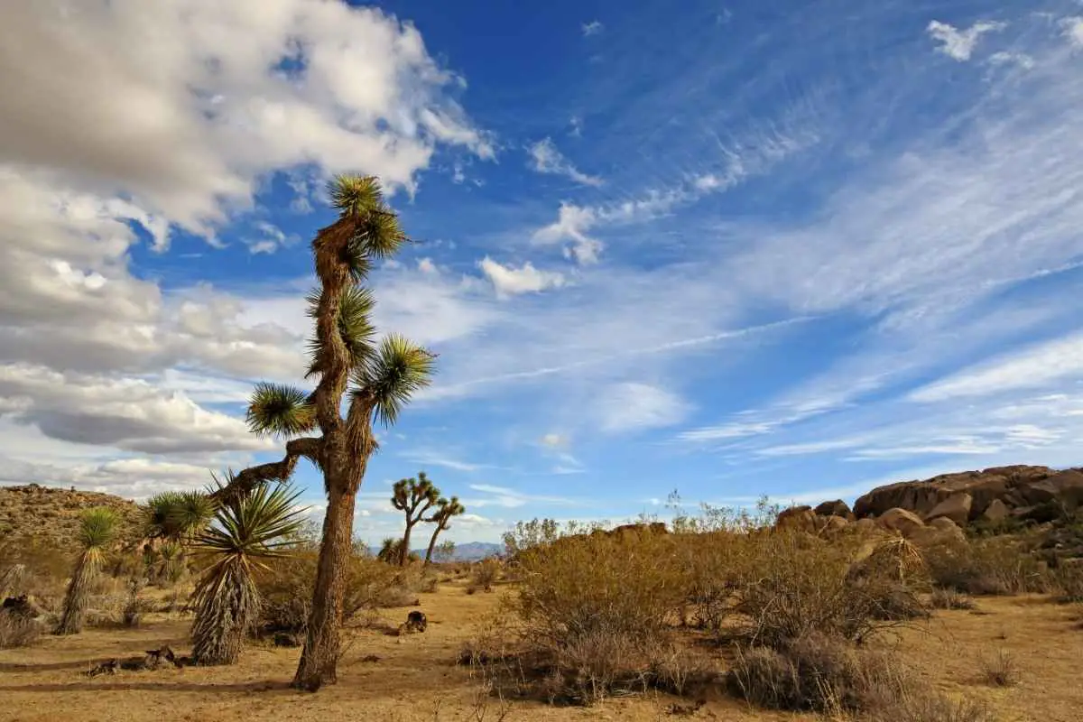 Mojave Desert- Joshua Tree