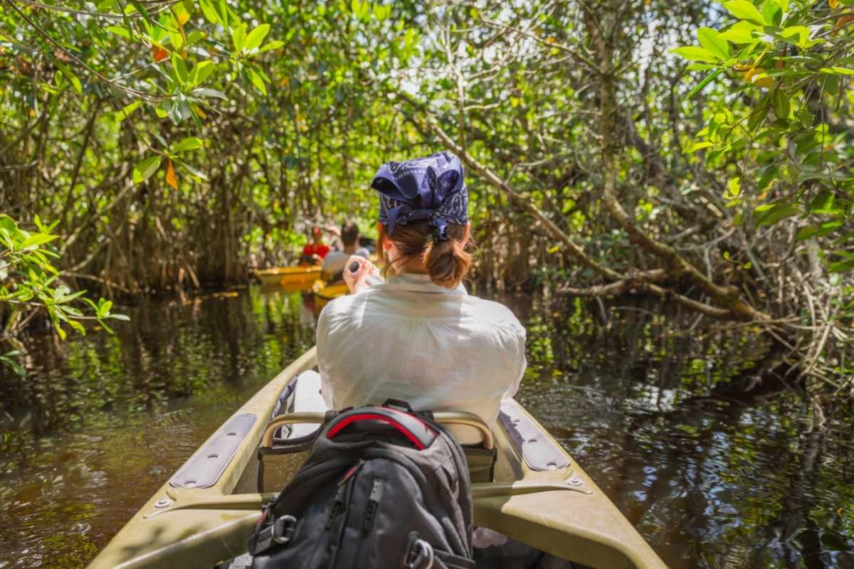 Tourist kayaking in mangrove forest in Everglades Florida,