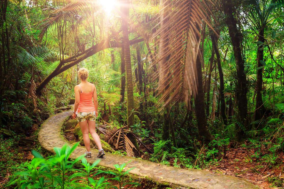 Hiking in the beautiful jungle of the El Yunque national forest in Puerto Rico