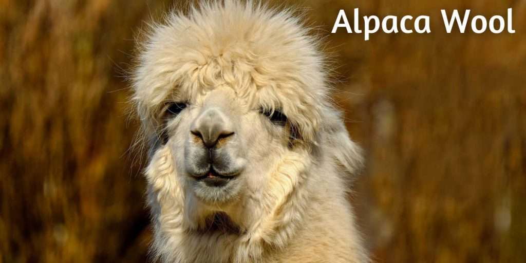 Alpaca Animal close up