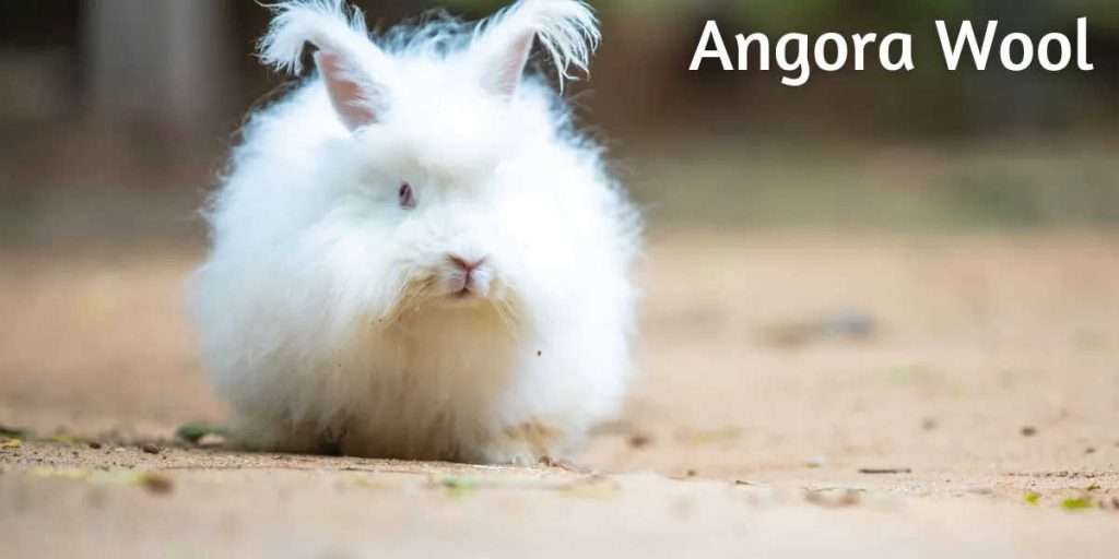 Angora-rabbit close up