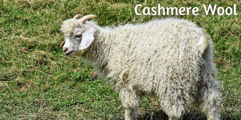Cashmere-Goat with long hair