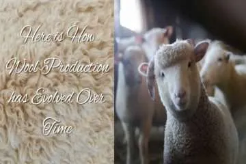 How wool production has evolved