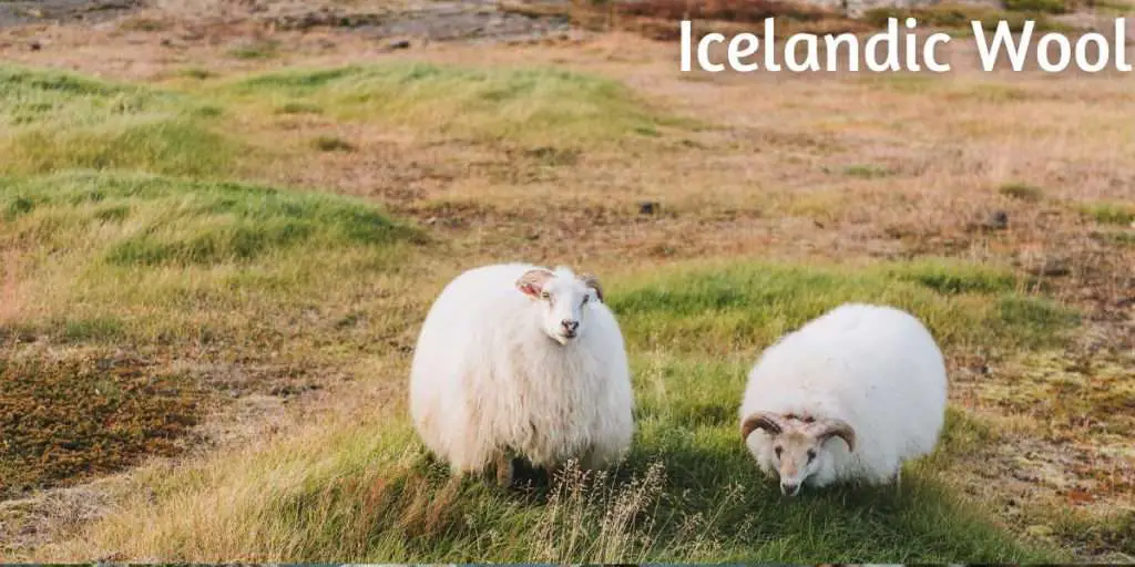 Icelandic-Sheep close up
