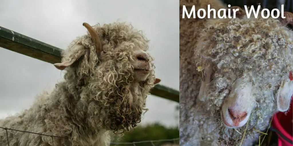 Mohair-Sheep close up