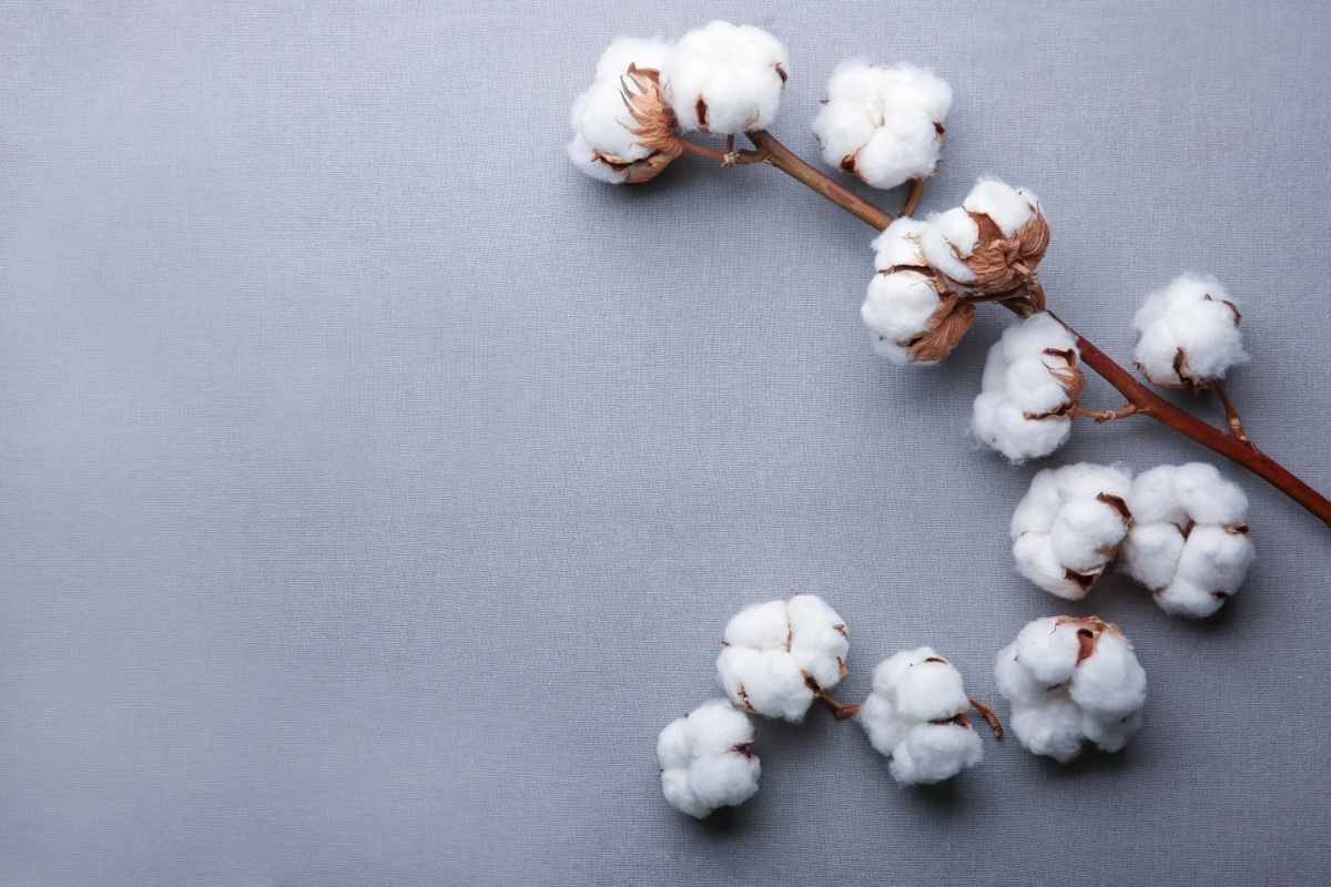 Cotton Flowers on Gray Fabric