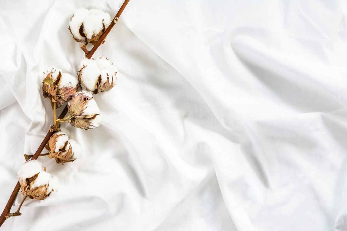 Cotton branch of plant flower
