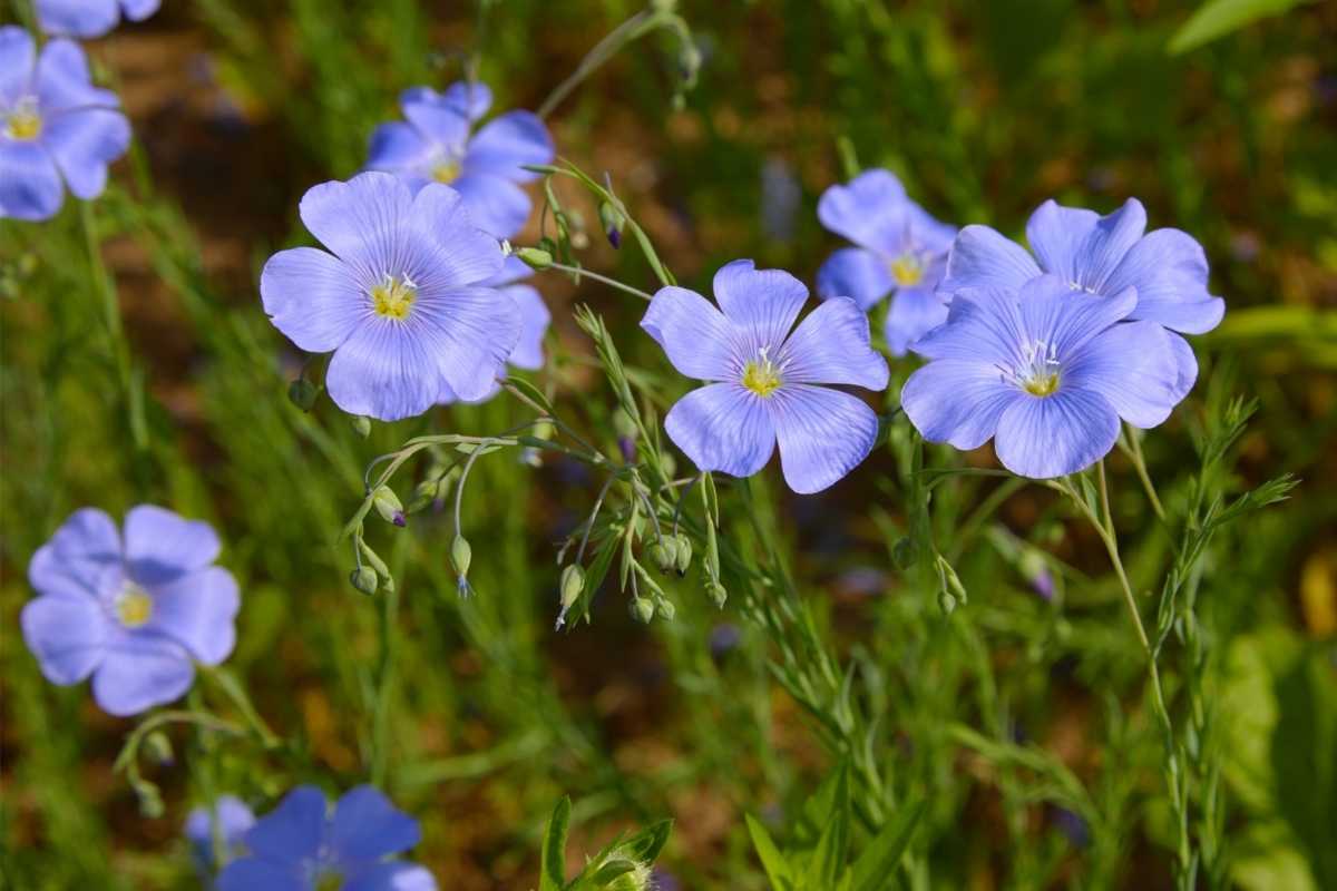 Flax blossoms