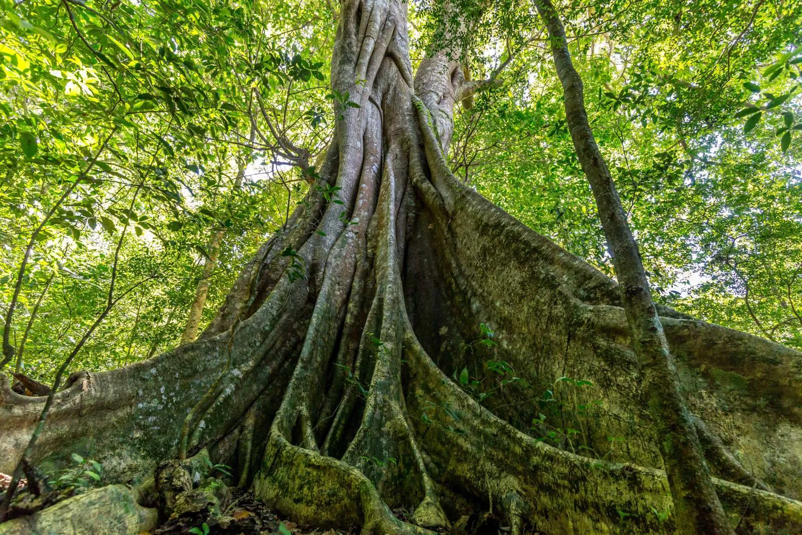 Giant Kapok Tree in Rain Forest in Costa Rica