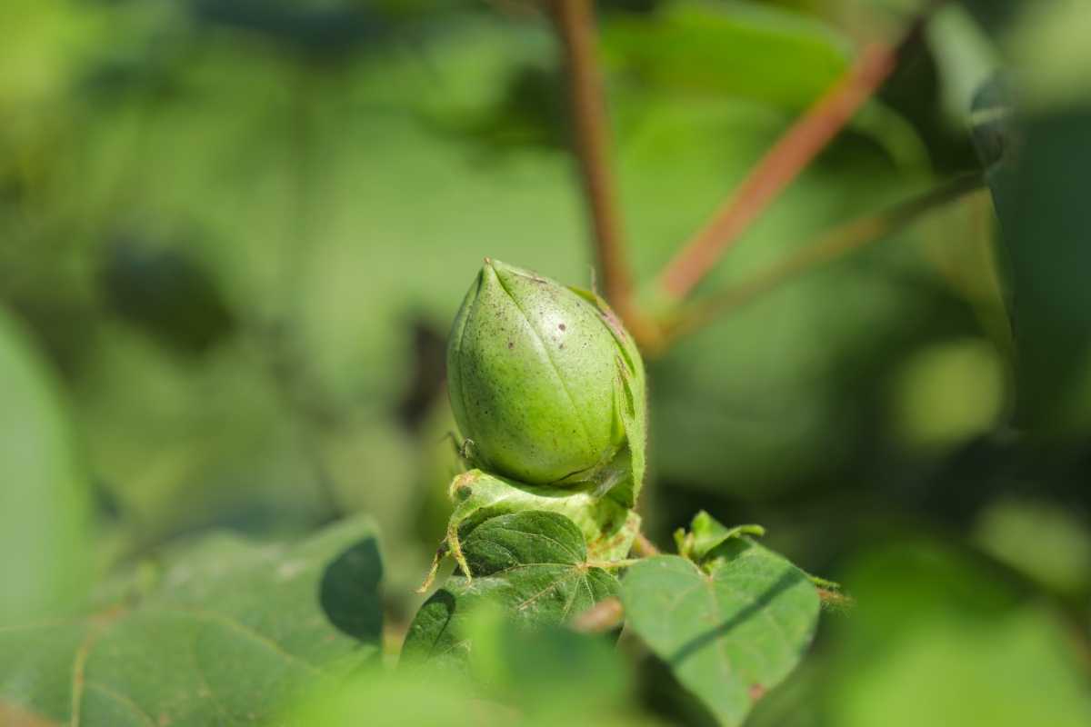 Green Cotton fruit in cotton field