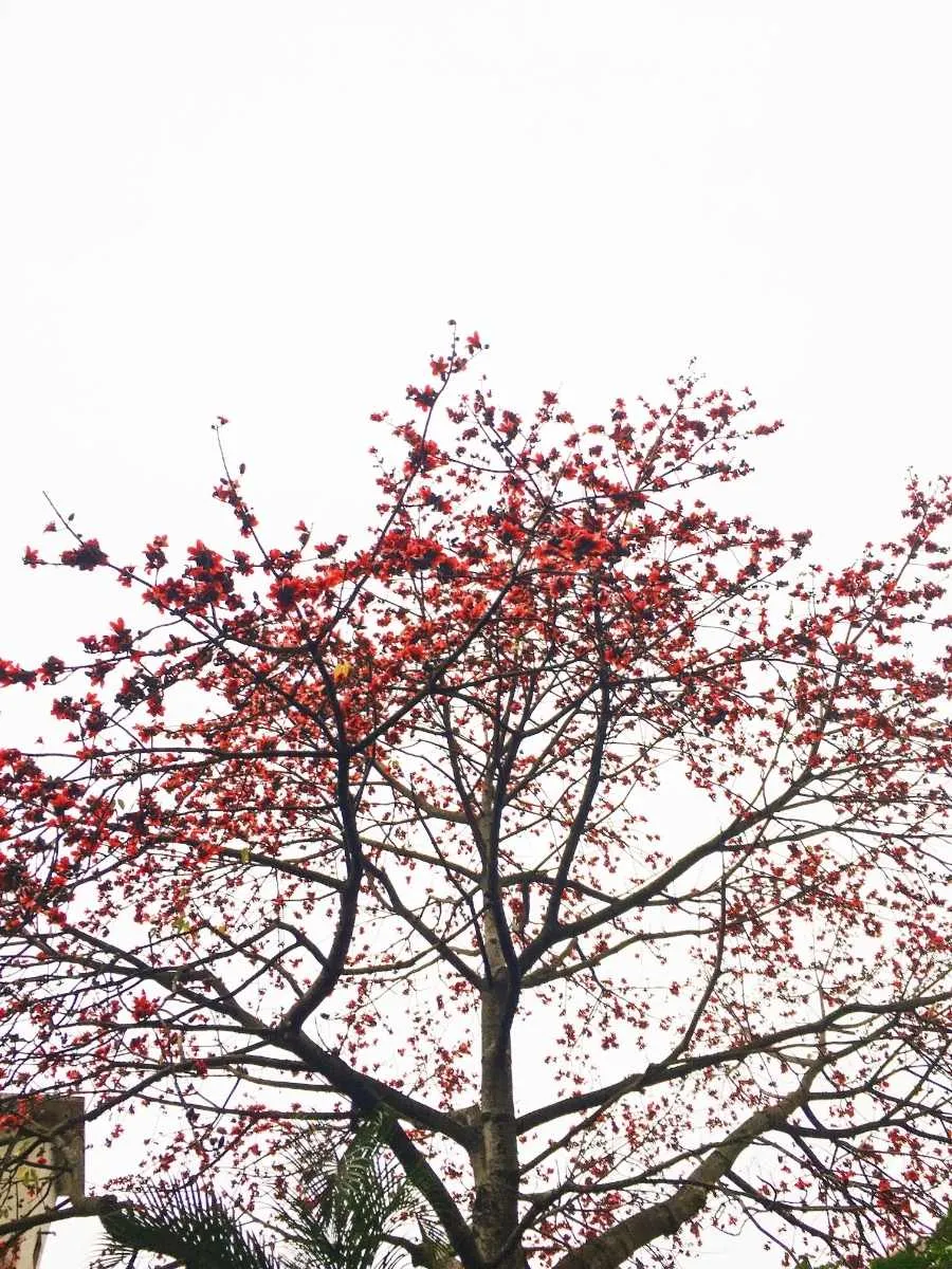 Kapok Tree with red Blossoms