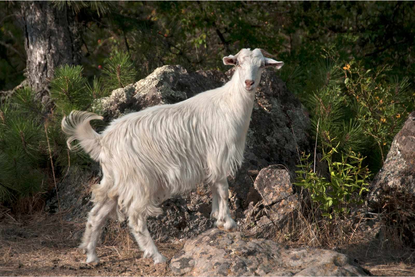 Long Haired Angora Goat