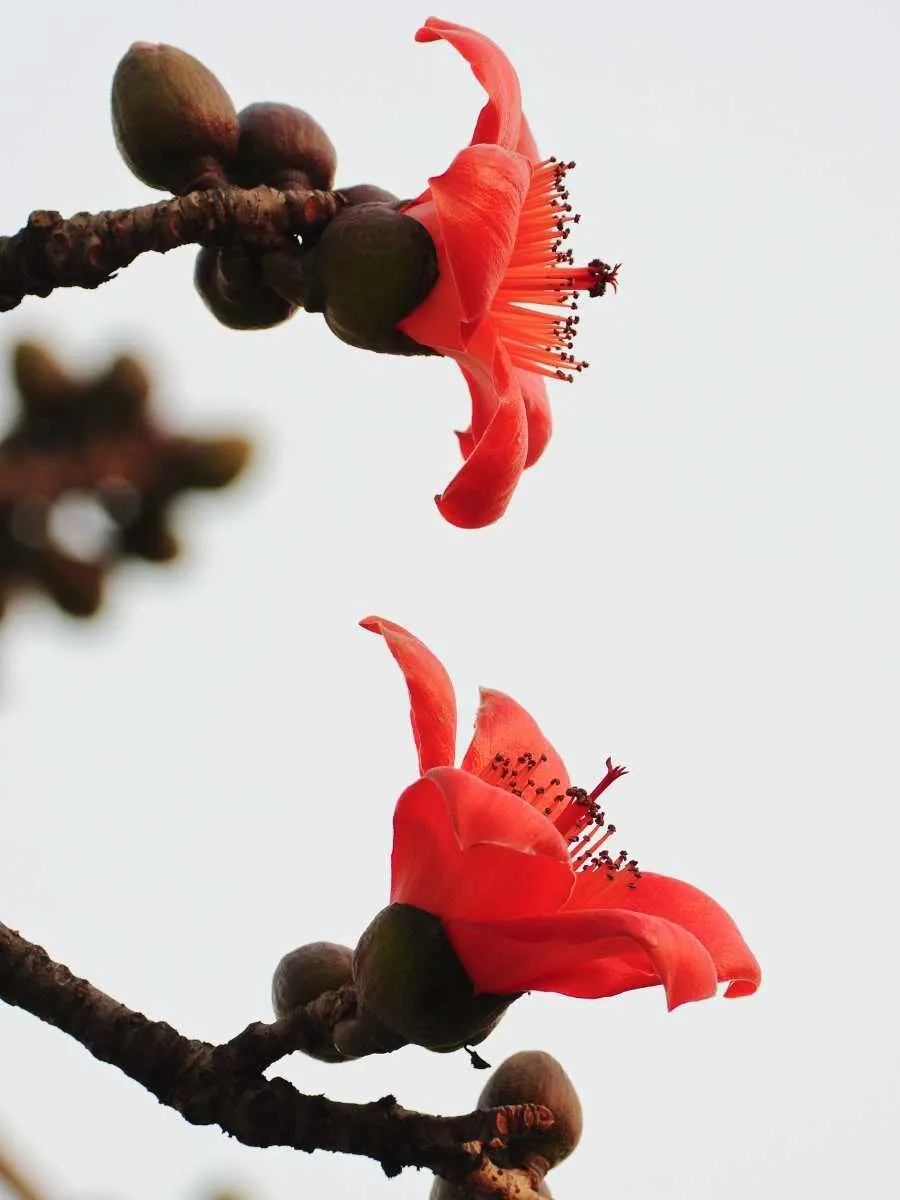 Red Kapok Flowers