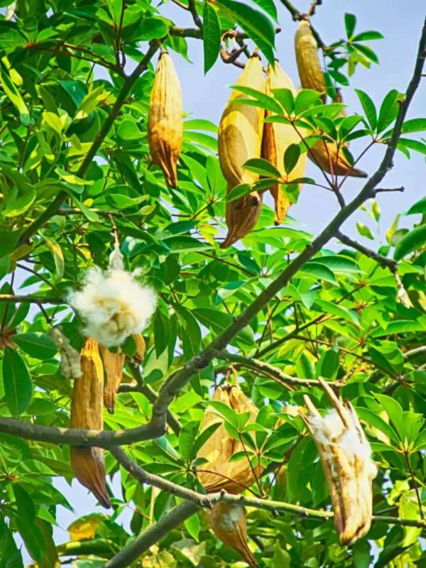 Ripe Kapok Fruit (Ceiba Pentandra)