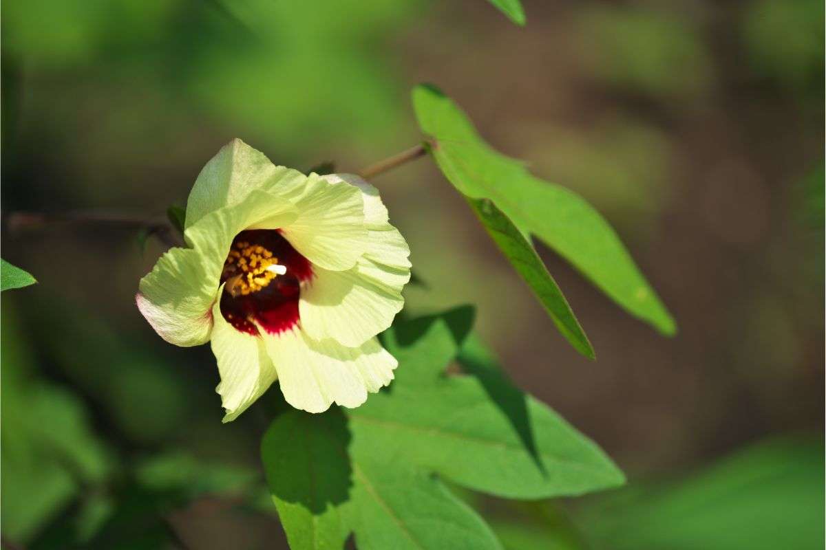 Yellow Cotton flower