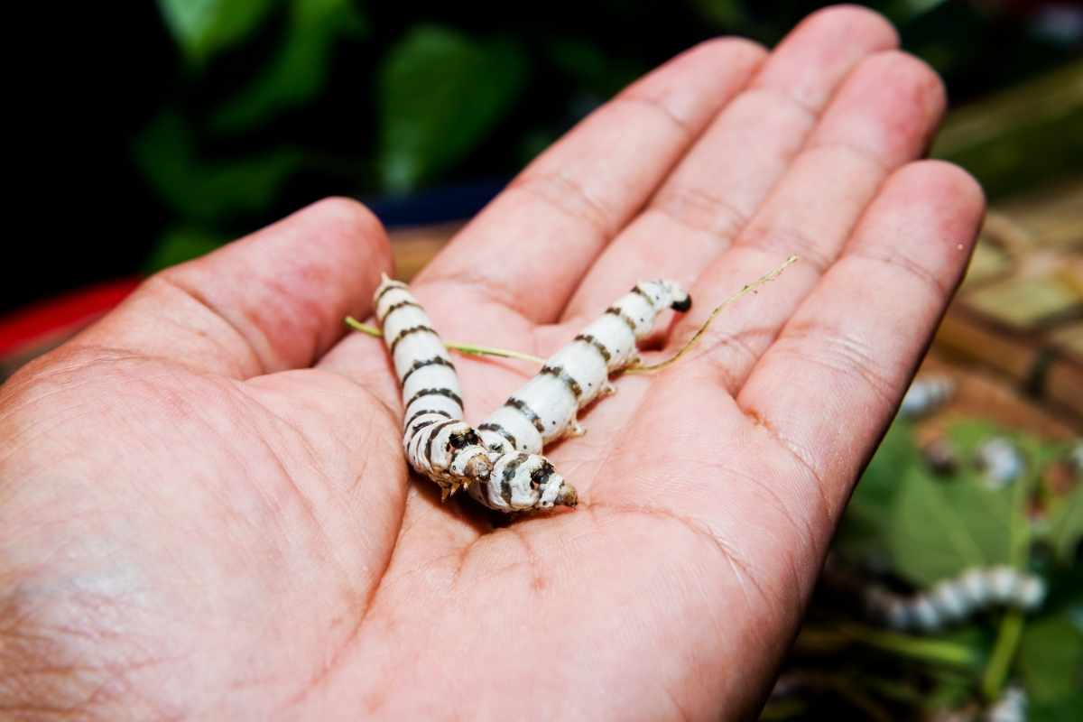 silk caterpillar in a hands
