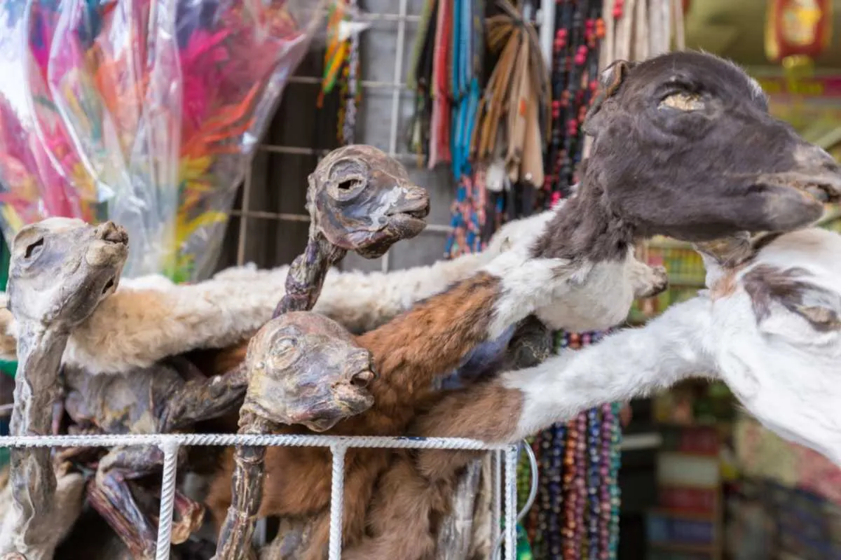 Llamas dried fetuses heads Witches' market, La Paz Bolivia