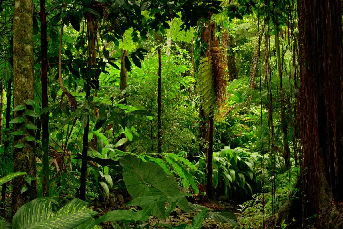 Rainforest in Belize