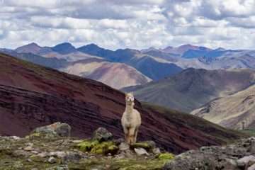 Alpaca in Andes Mountains