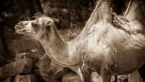 Bactrian camel bw