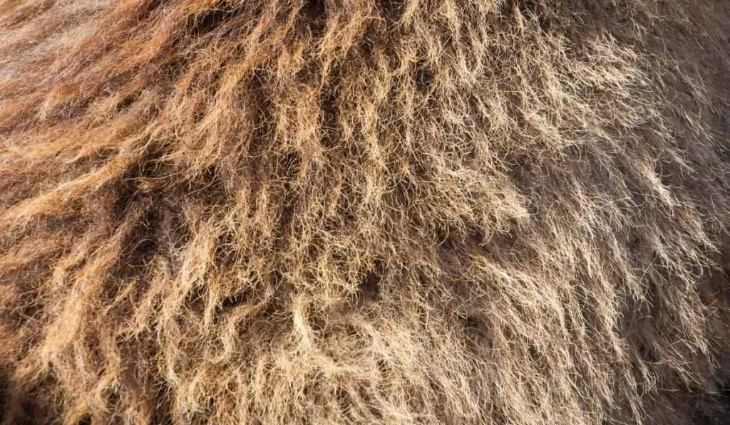Camel-Hair
