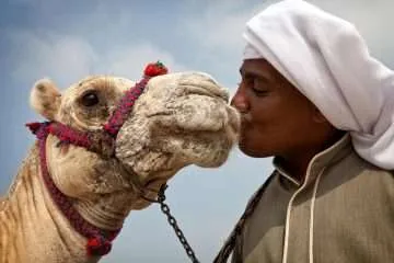 Camel and Bedouin