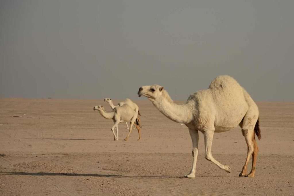 Camelus dromedarius - Arabian Camel