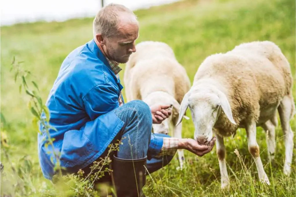 Farmer-feeding-Merino-Sheep