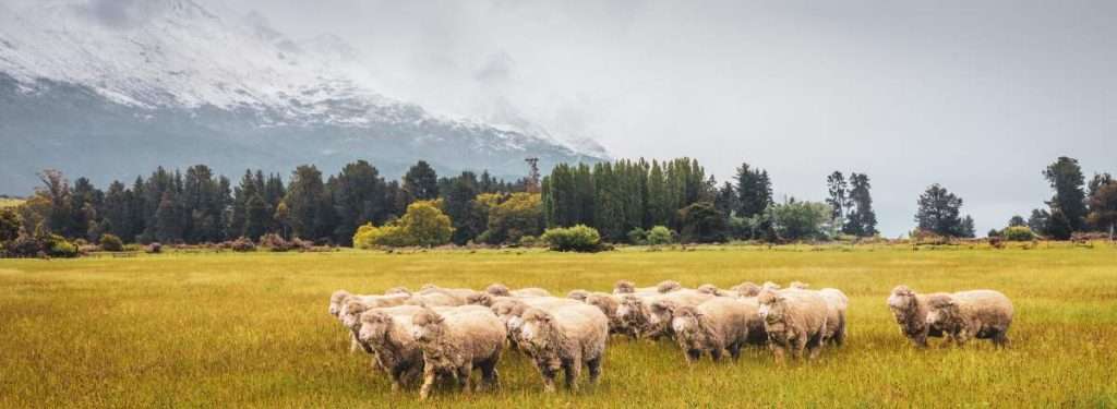 Flock of Merino Sheep