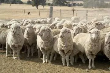 Merino Sheep Breed Associations