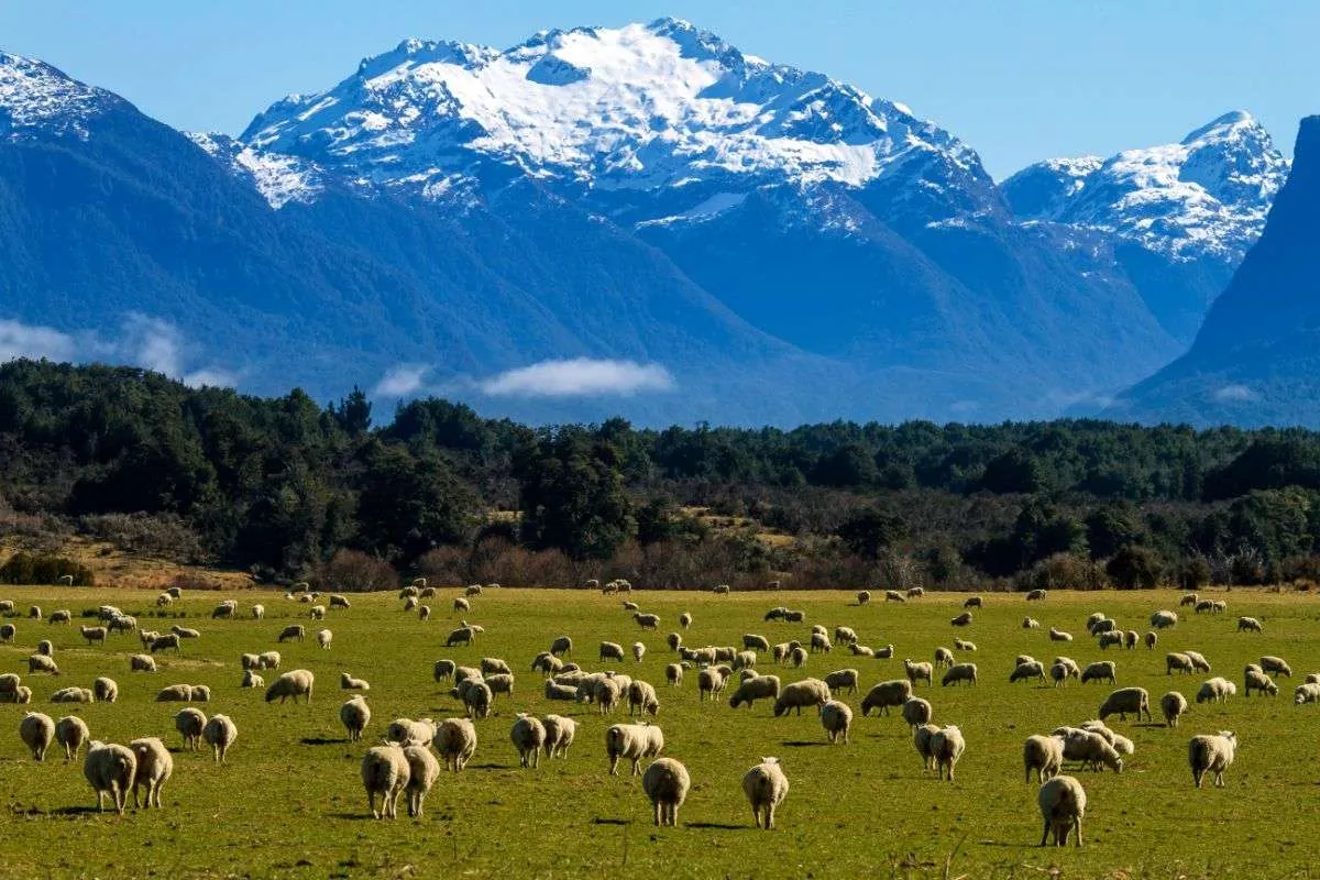 Merino Sheep - New Zealand