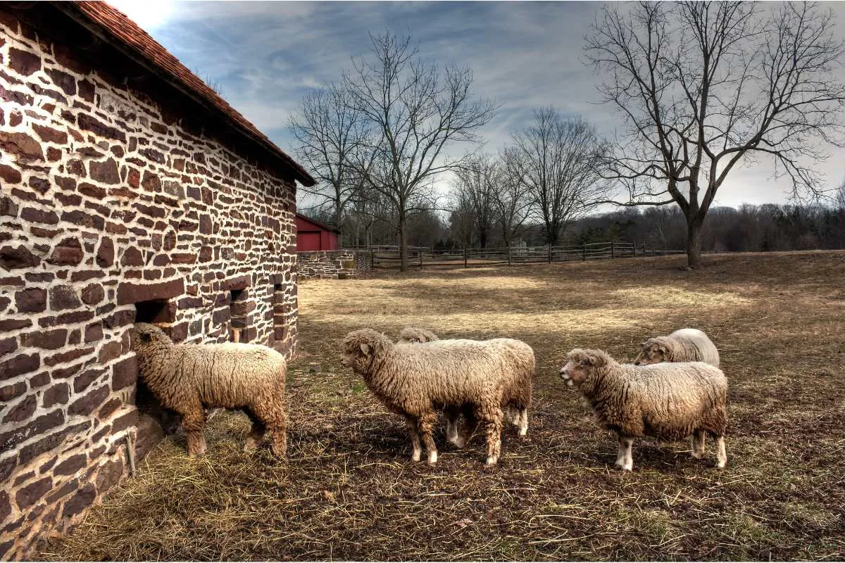 Merino Sheep at ancient Farm