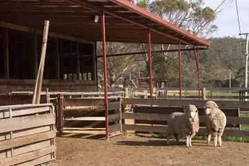 Merino Sheep in Regenerative Agriculture