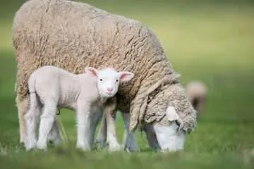 Merino Sheep with Lamb