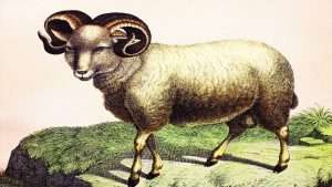 Merino sheep in a vintage book History of animals