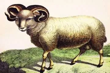 Merino sheep in a vintage book History of animals